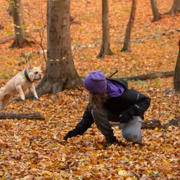 Wyprowadzanie psów Kraków 2