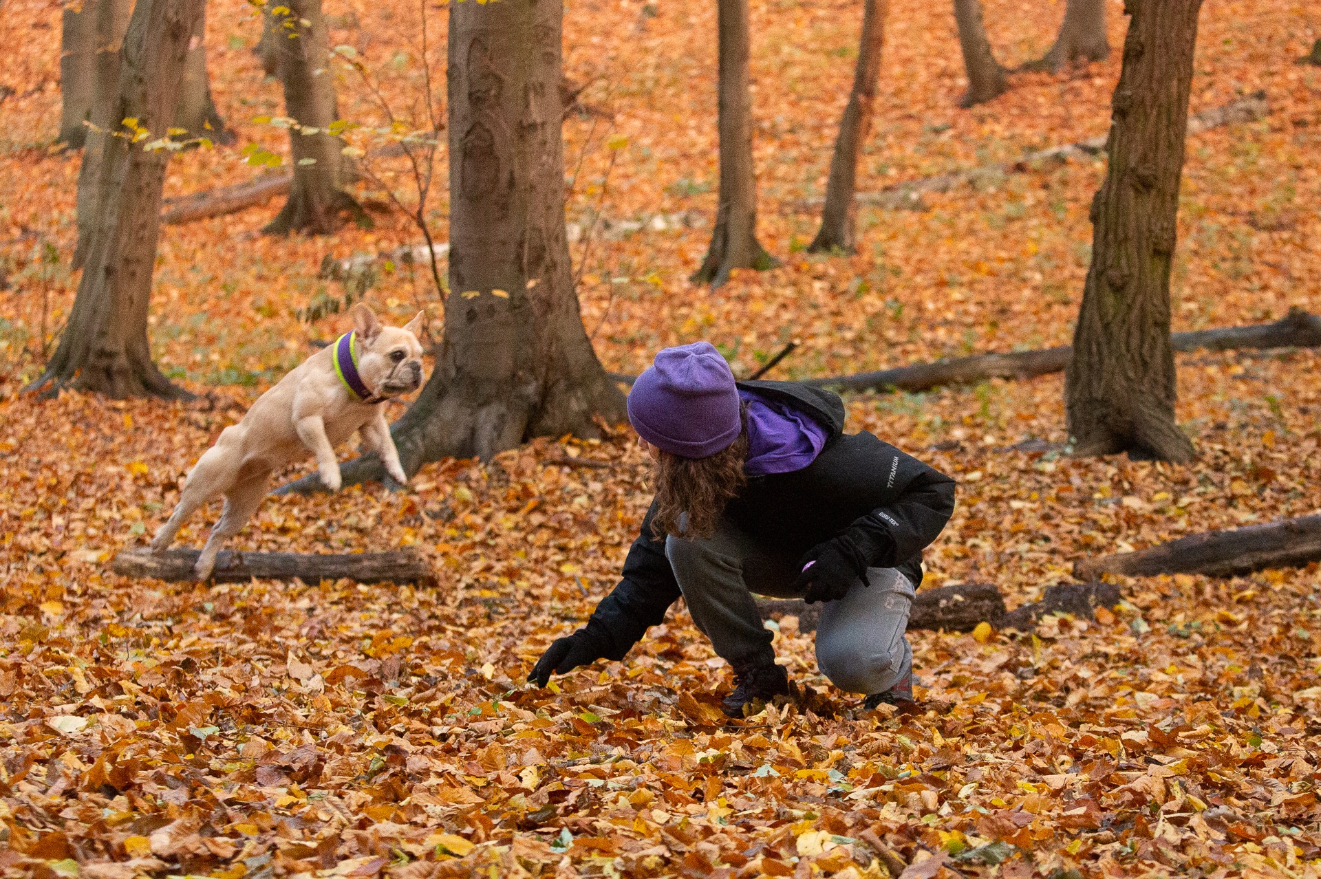 Buldog francuski w skoku nad powalonym pniem w lesie jesienią, osoba w czapce i kurtce grzebie w liściach