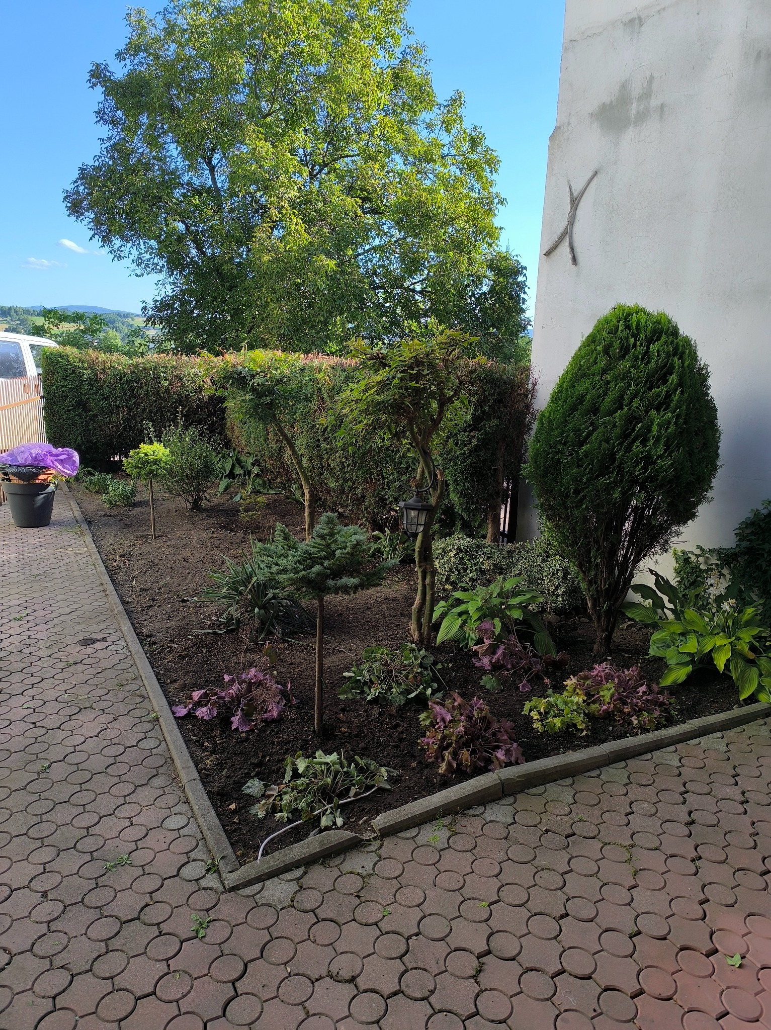 Świeżo założony ogród z niskimi drzewkami i krzewami, rabata oddzielona od chodnika z kostki. W tle żywopłot i budynek z dekoracją na ścianie.