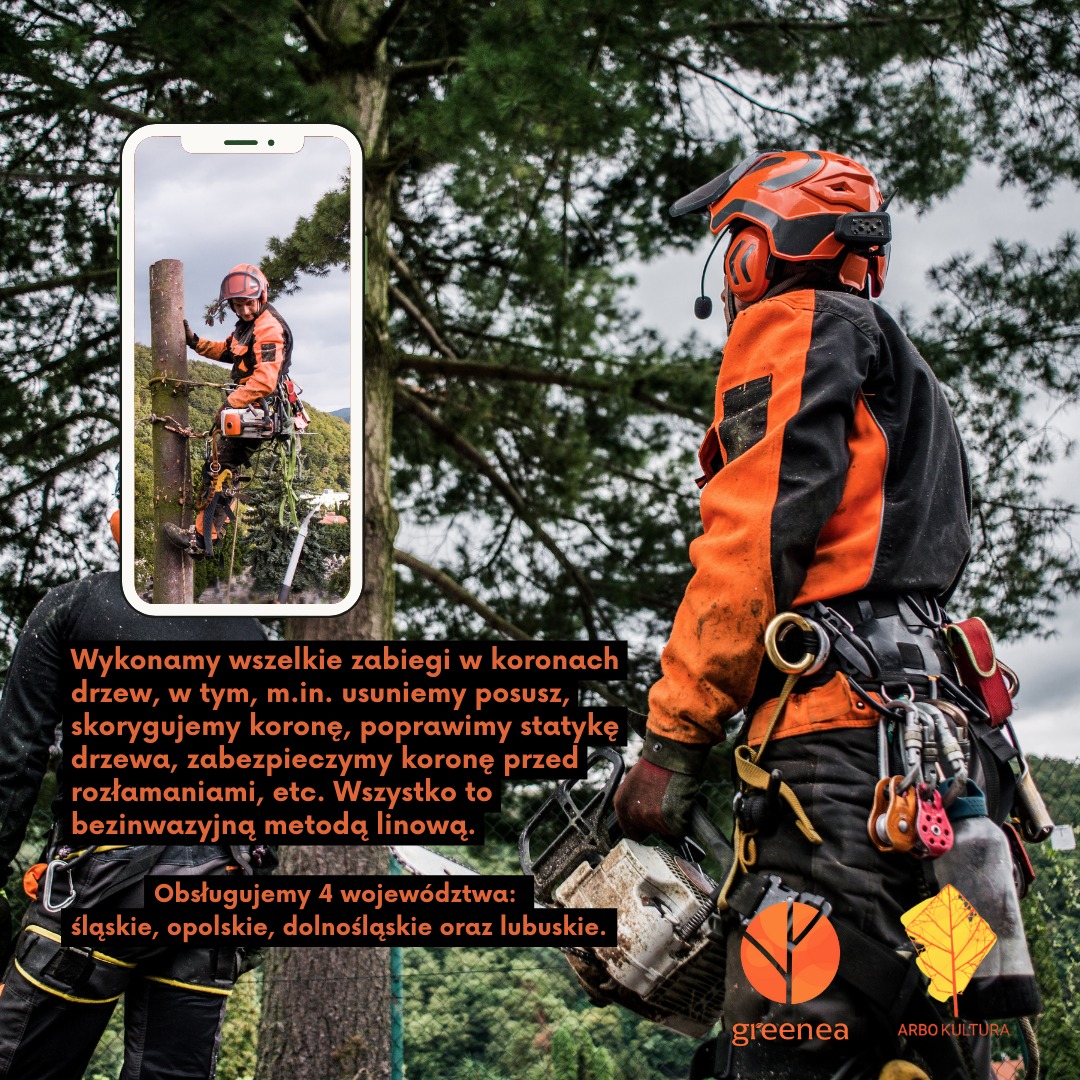 Arborysta w pomarańczowym kombinezonie, z piłą łańcuchową, stojący na ziemi, w tle inny arborysta wspinający się na drzewo, widoczny w miniaturze na ekranie smartfona