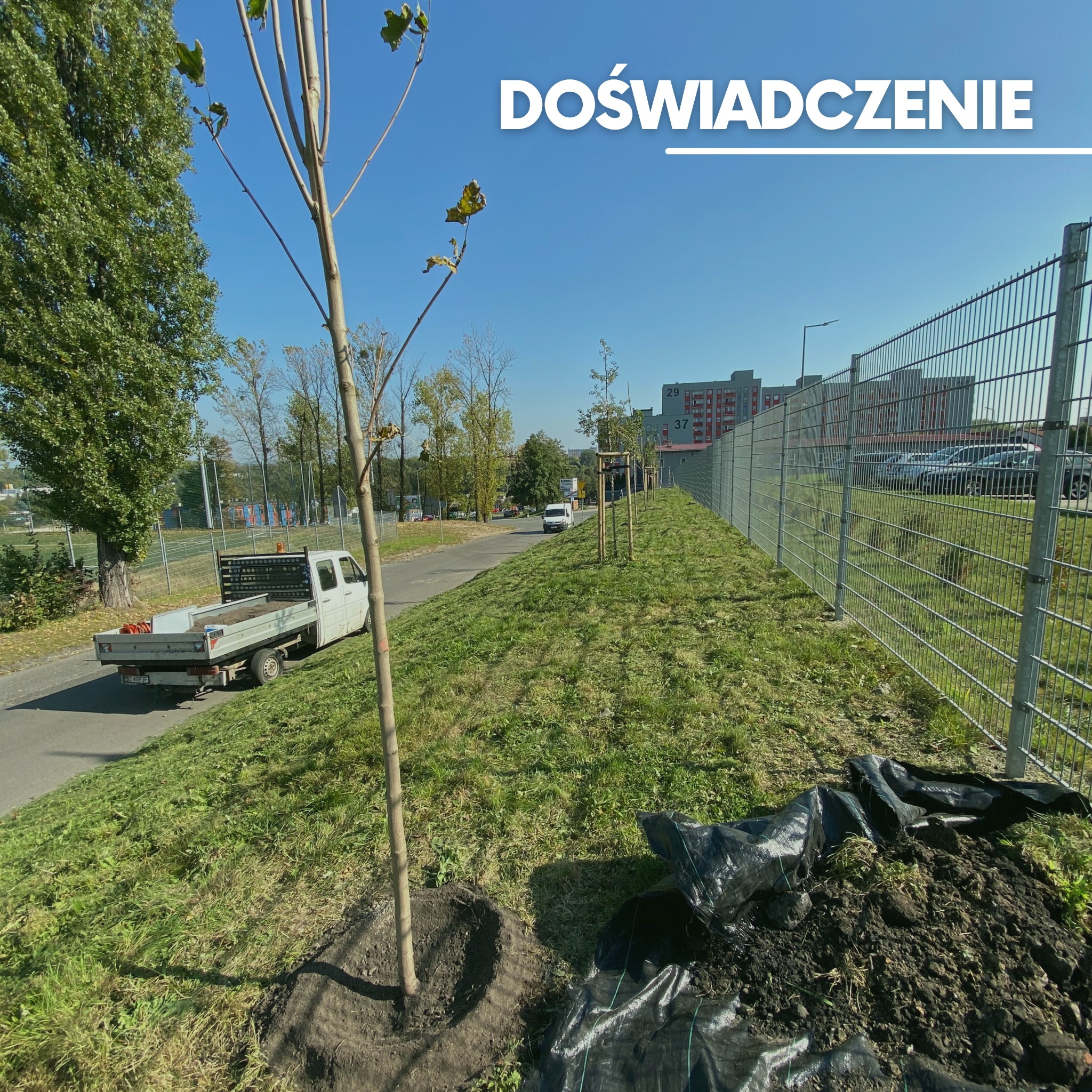 Świeżo posadzone młode drzewko na trawiastym zboczu wzdłuż drogi, z widoczną białą ciężarówką i stertą ziemi na folii w tle, w słoneczny dzień.