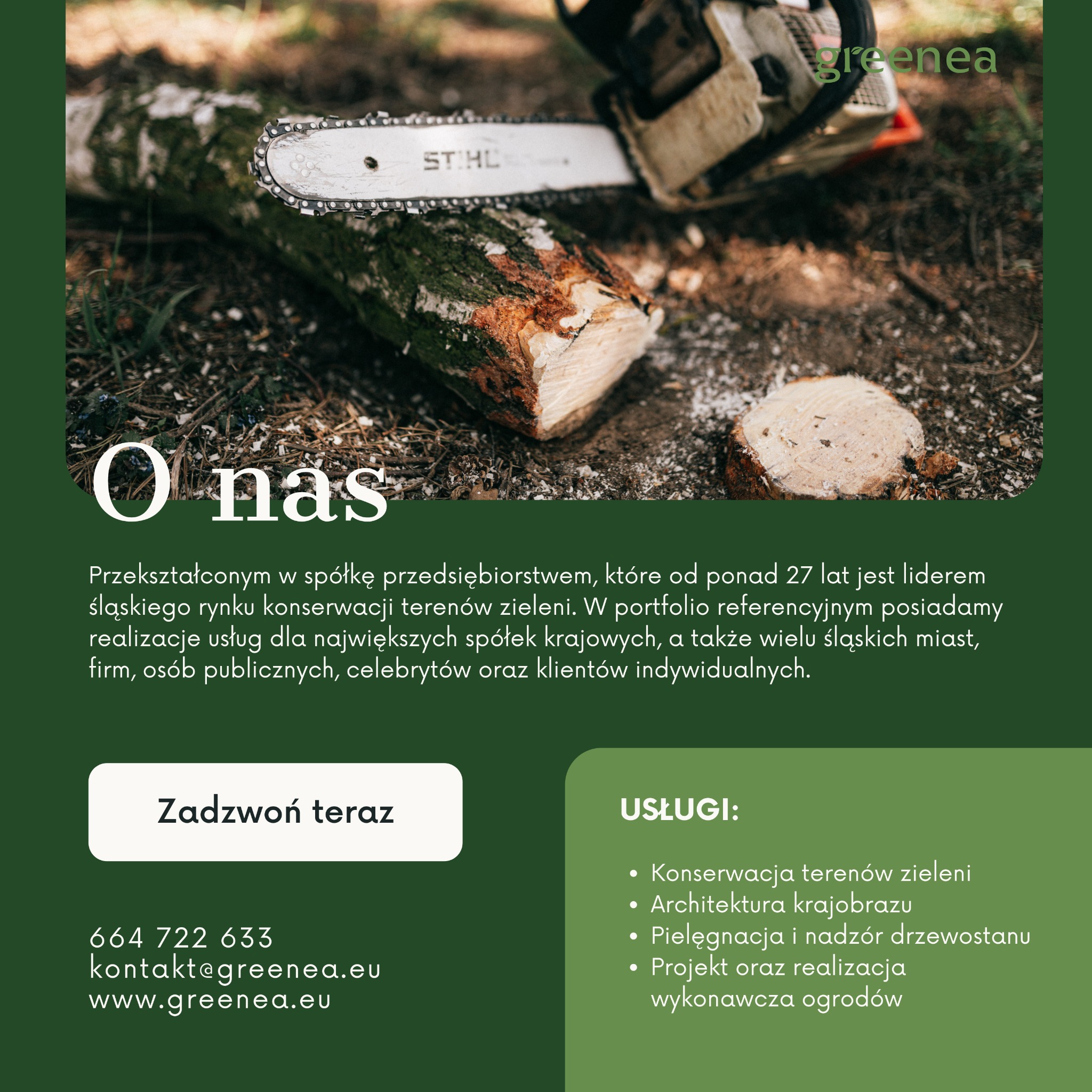 Świeżo przecięty pień drzewa z widoczną piłą łańcuchową Stihl, leżący na ściółce leśnej z drobnymi wiórami.