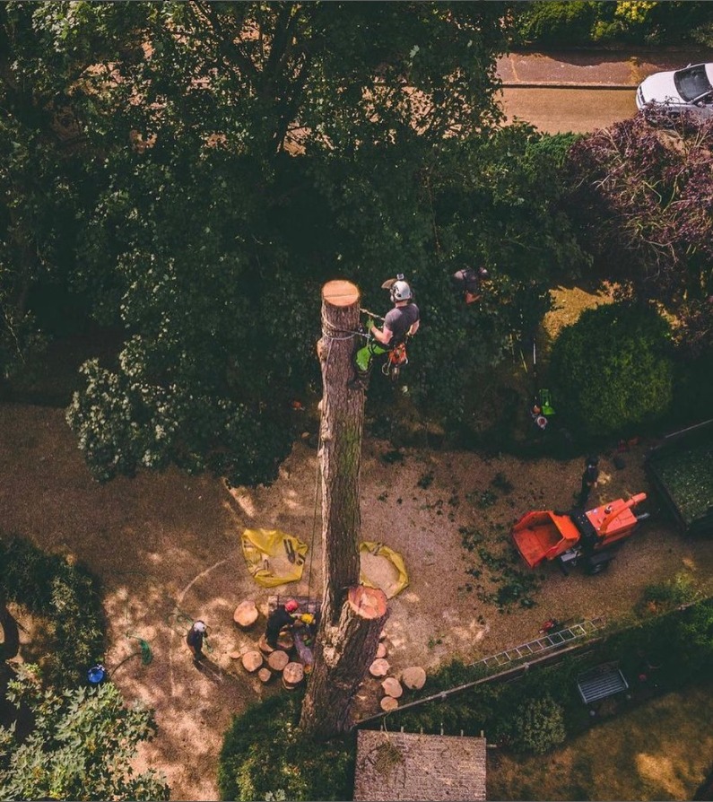 Widok z góry na ekipę przy wycince wysokiego drzewa; arborysta zabezpieczony linami na pniu, współpracownicy na ziemi obok pociętych kawałków drewna i rębaka.