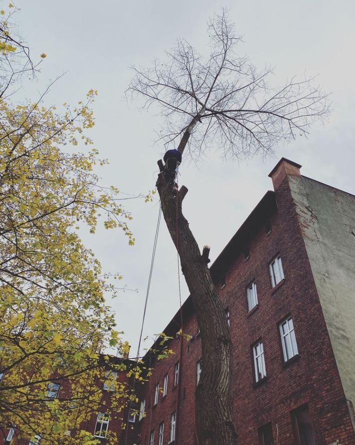 Arborysta w kasku, zabezpieczony linami, przycina wysokie drzewo w pobliżu ceglanego budynku mieszkalnego.