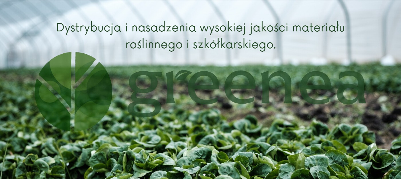 Szkółka roślinna w tunelu foliowym z logotypem firmy Greenea na pierwszym planie, prezentująca uprawę sałaty.