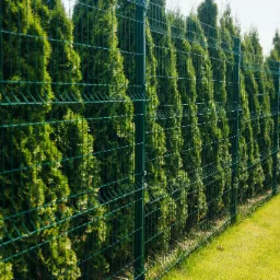 Długi, zielony płot panelowy z siatki zgrzewanej, otoczony gęstymi, wysokimi tujami, tworzący żywopłot wzdłuż granicy posesji, z widoczną zieloną trawą na pierwszym planie.