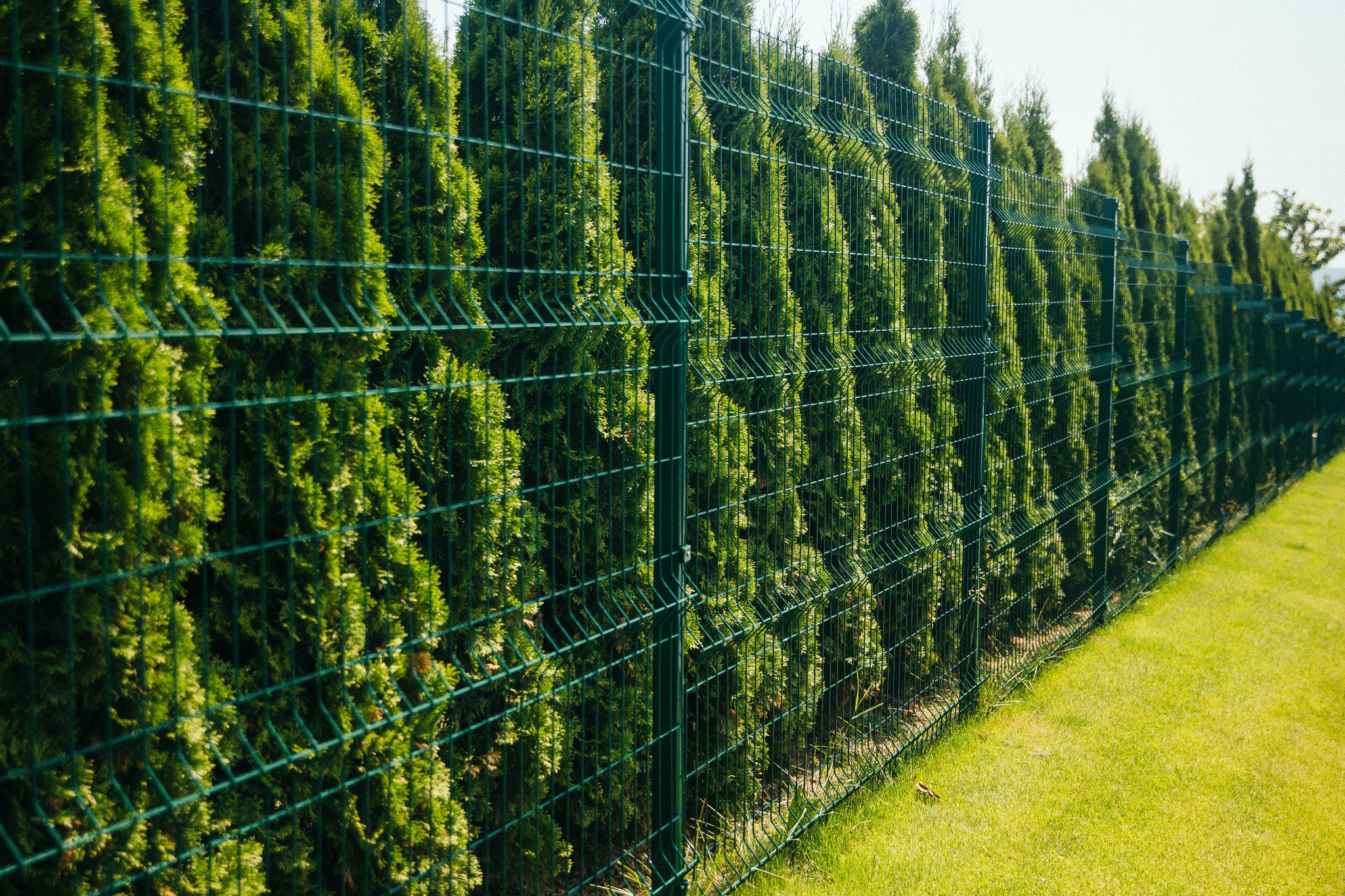 Długi, zielony płot panelowy z siatki zgrzewanej, otoczony gęstymi, wysokimi tujami, tworzący żywopłot wzdłuż granicy posesji, z widoczną zieloną trawą na pierwszym planie.