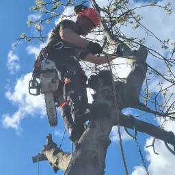 Arborysta w kasku i z piłą spalinową na drzewie, zabezpieczony linami, przygotowuje się do cięcia gałęzi na tle błękitnego nieba z chmurami.