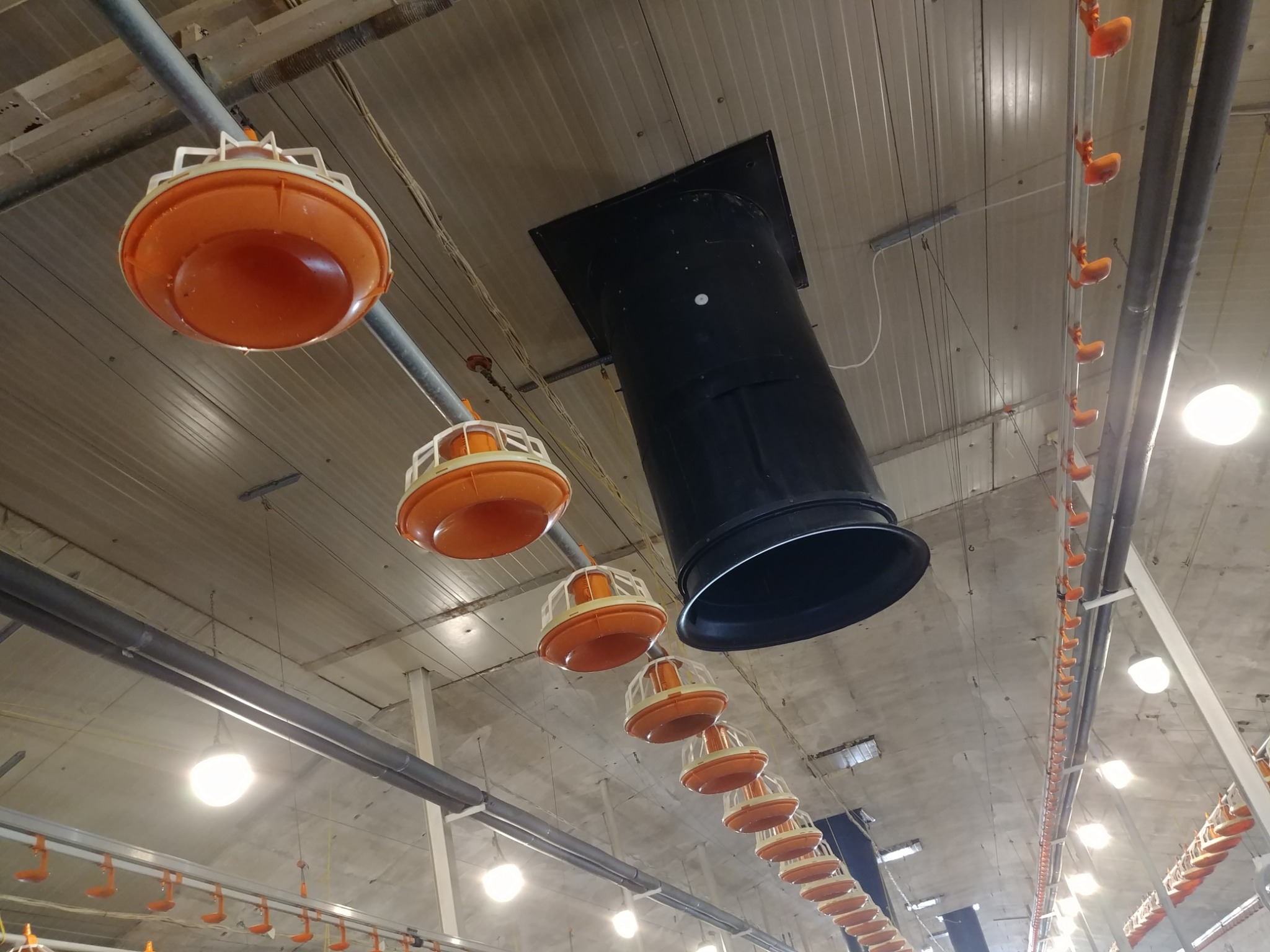 Widok z dołu na system wentylacji i poideł dla drobiu zamontowany pod sufitem hali produkcyjnej, z widocznym czarnym kanałem wentylacyjnym i rzędem pomarańczowych poideł.
