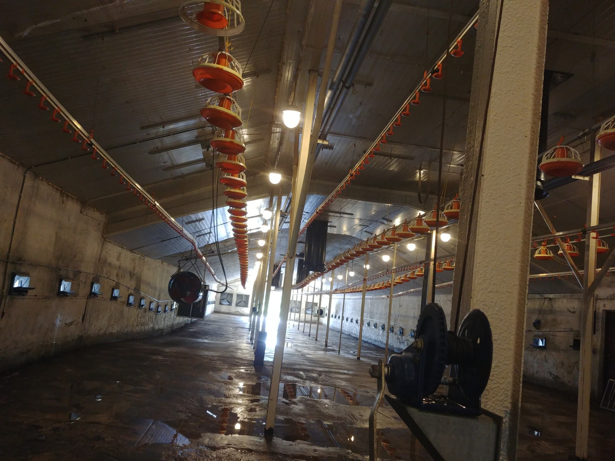 Wnętrze pustej hali produkcyjnej z rzędami karmideł dla zwierząt pod sufitem, widoczne wentylatory i betonowa podłoga z kałużami.