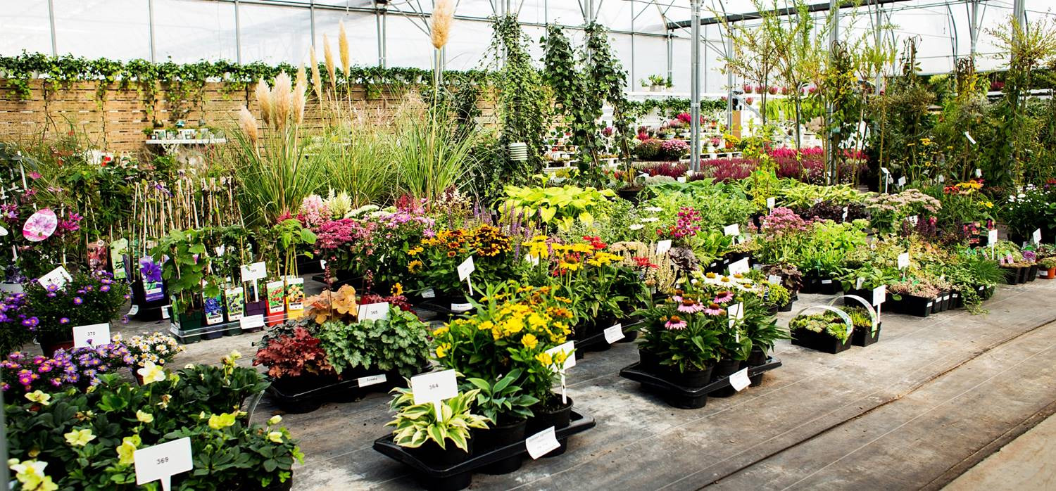 Szeroki kadr na wnętrze szklarni wypełnionej różnorodnymi roślinami doniczkowymi, kwiatami i trawami ozdobnymi, ustawionymi w rzędach na podłodze, z widocznymi etykietami cenowymi i systemem...