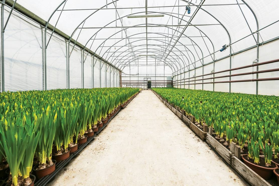 Rzędy doniczek z młodymi roślinami w szklarni o konstrukcji stalowej i przezroczystym poszyciu, widok perspektywiczny wzdłuż betonowej ścieżki.