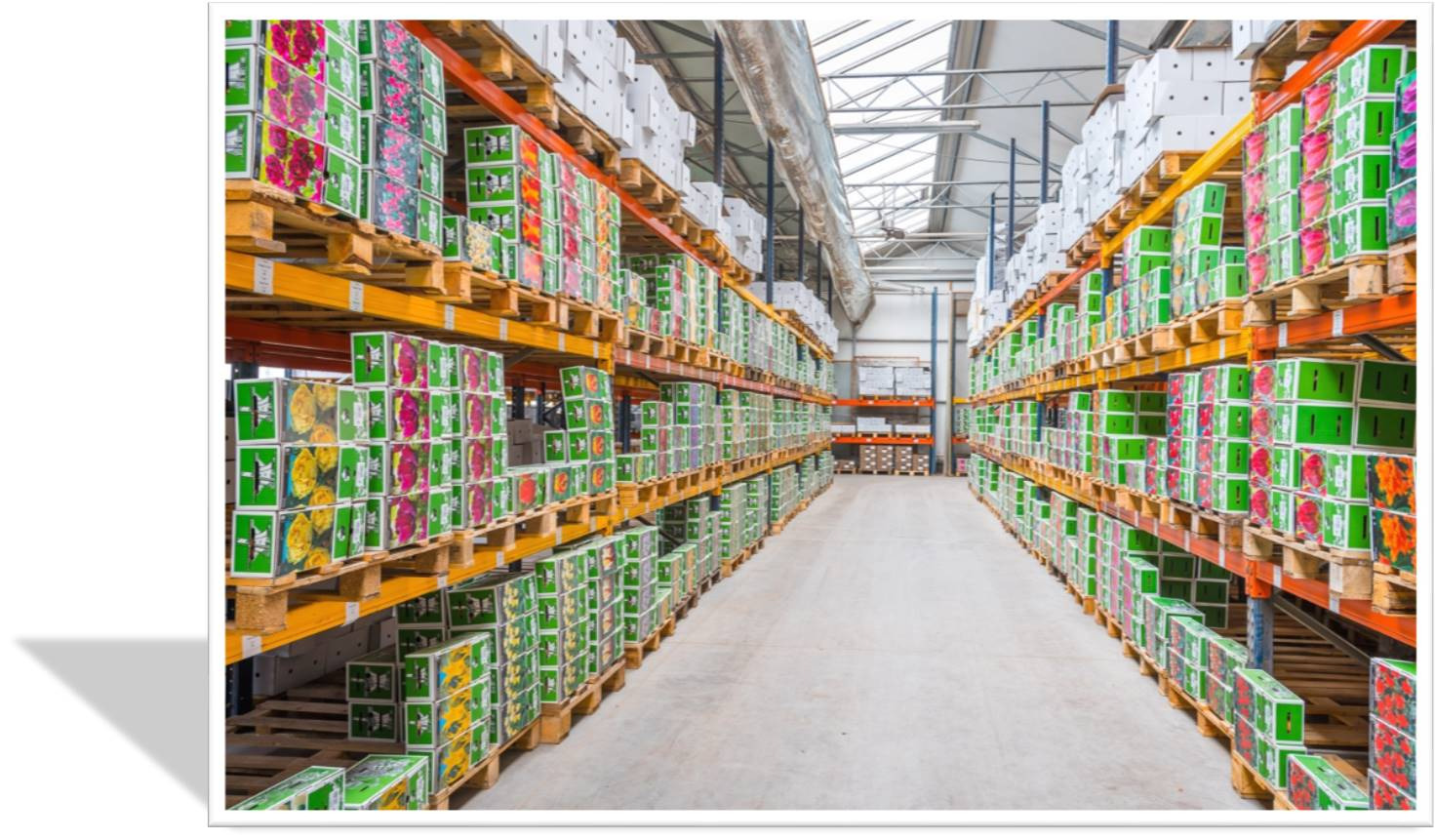 Wnętrze magazynu z wysokimi regałami wypełnionymi kartonami z motywami kwiatowymi, ułożonymi na paletach, widok z perspektywy alei między regałami, oświetlenie górne