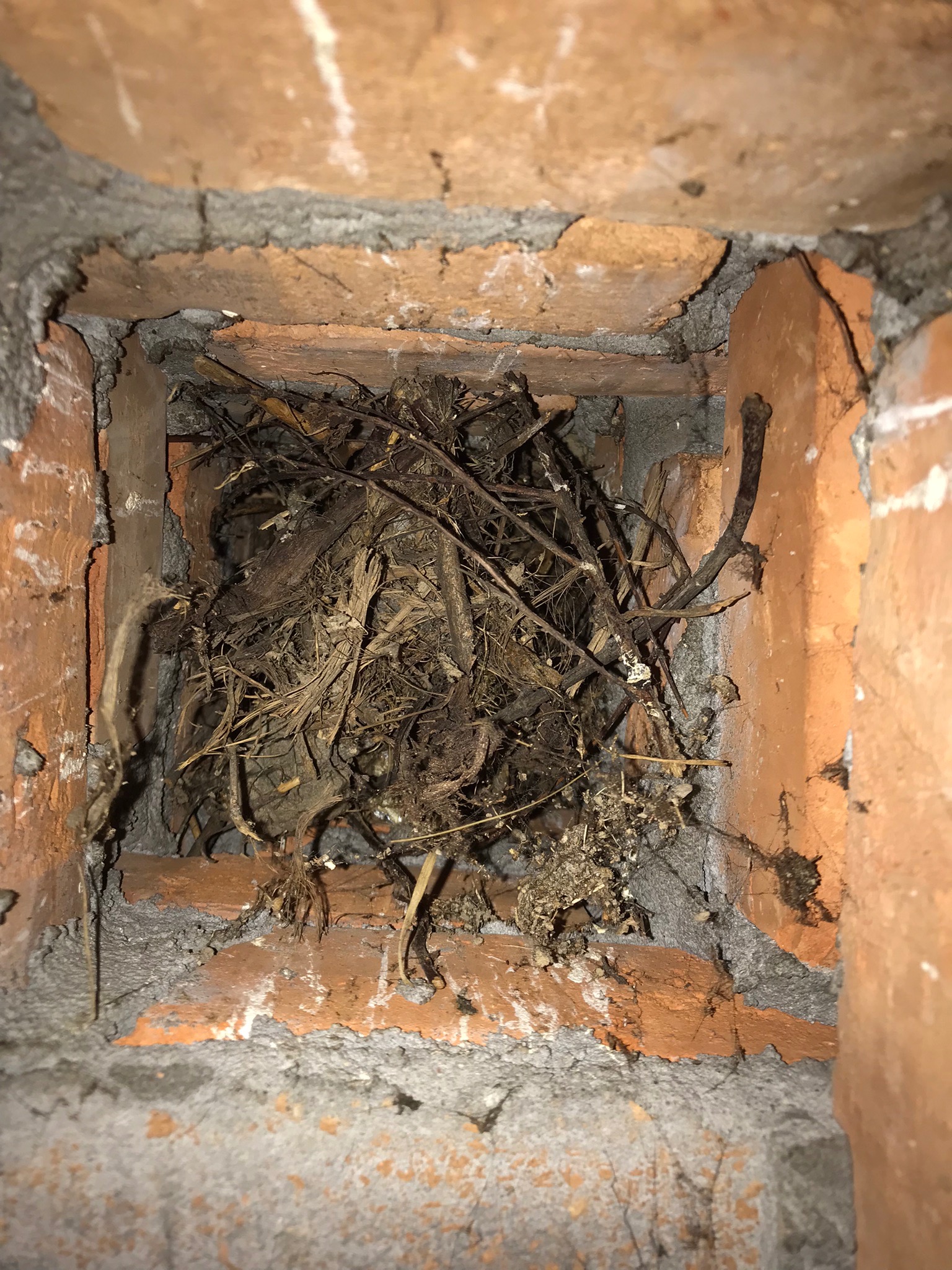 Gniazdo ptasie z gałęzi i liści wewnątrz ceglanego komina, widok z dołu.