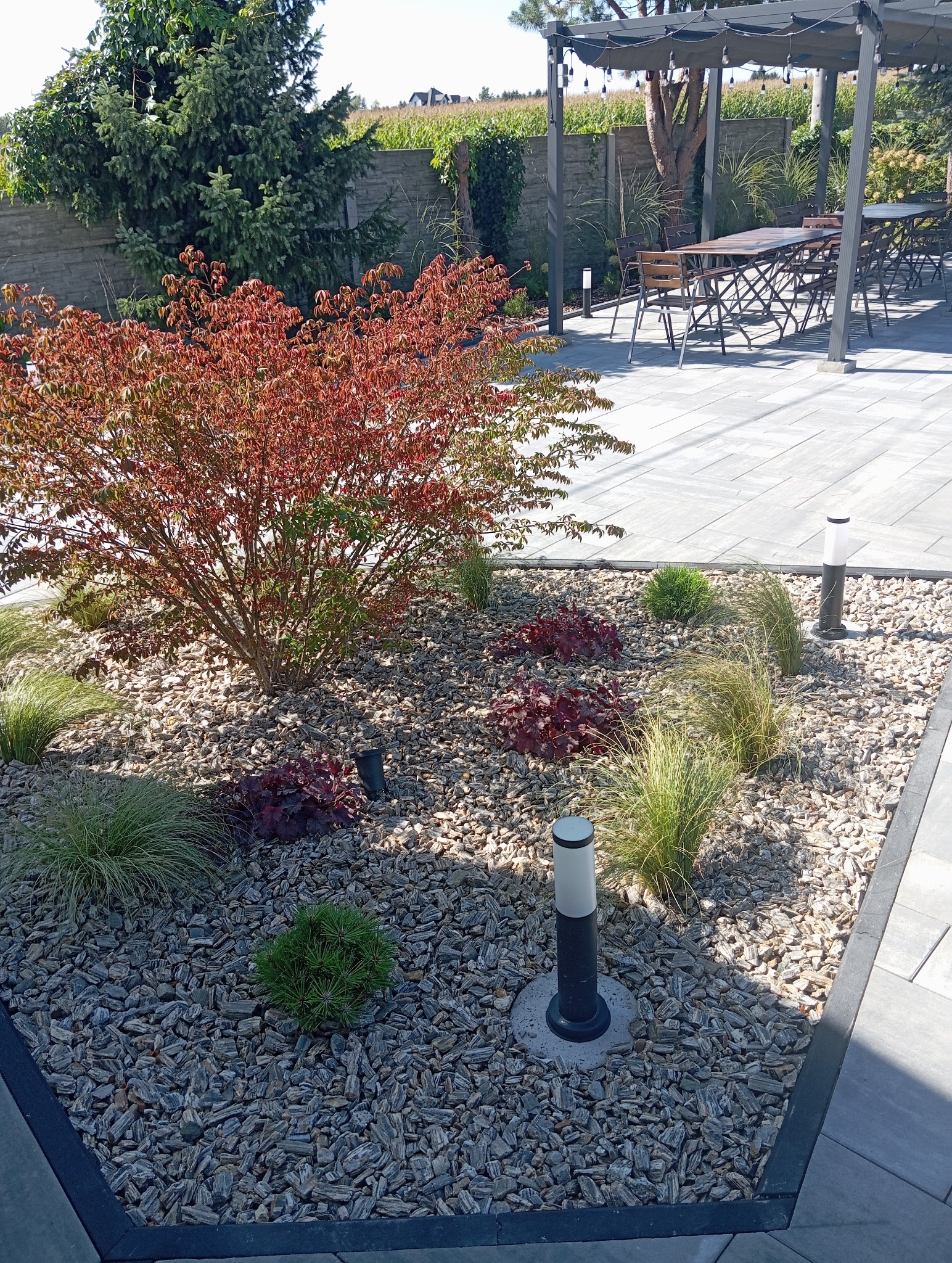 Kwadratowa rabata z korą, ozdobnymi trawami i krzewami o czerwonych liściach. W tle pergola z oświetleniem i meble ogrodowe. Całość w nowoczesnym stylu.