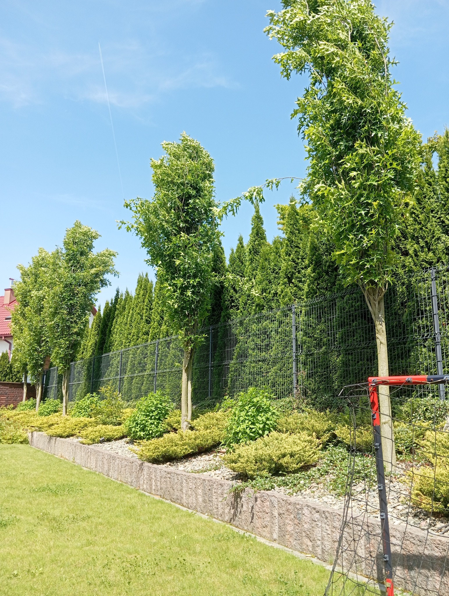 Uporządkowany ogród z młodymi drzewami wzdłuż ogrodzenia, rabaty z krzewami i zielony trawnik. W tle rząd wysokich tuj. Błękitne niebo z delikatną smugą kondensacyjną.