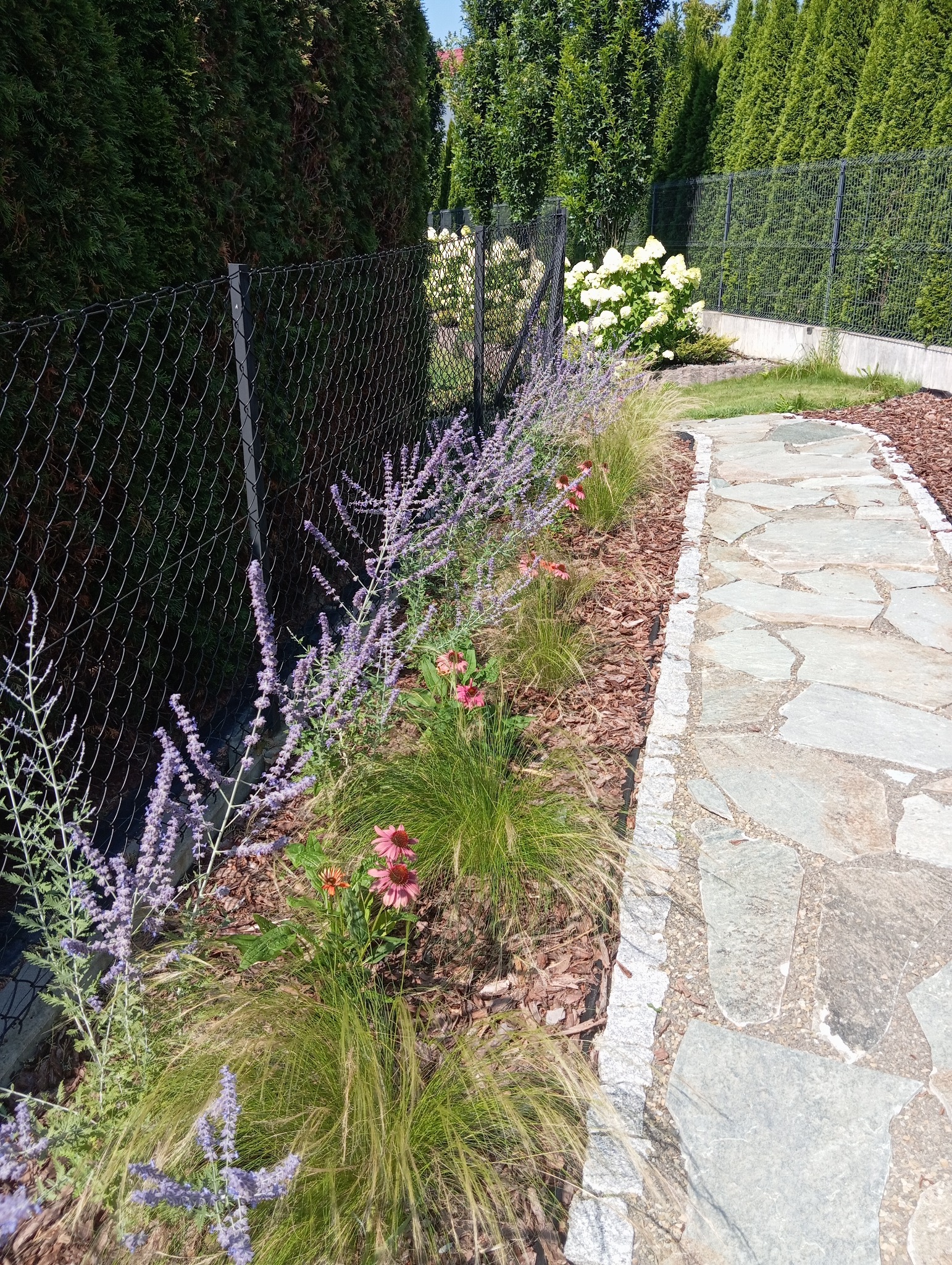 Kaskadowa kompozycja z lawendy, jeżówki i trawy ozdobnej wzdłuż ścieżki z kamienia naturalnego, obrzeża z kostki granitowej, kora, żywopłot z tui w tle.