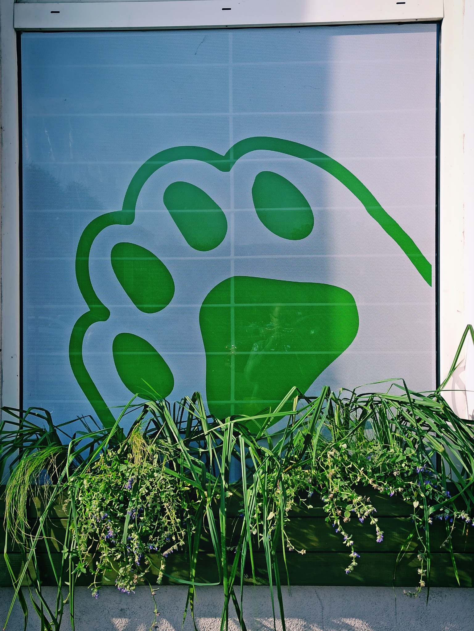 Zielony nadruk psiej łapy na oknie, częściowo zasłonięty przez rośliny w doniczce.