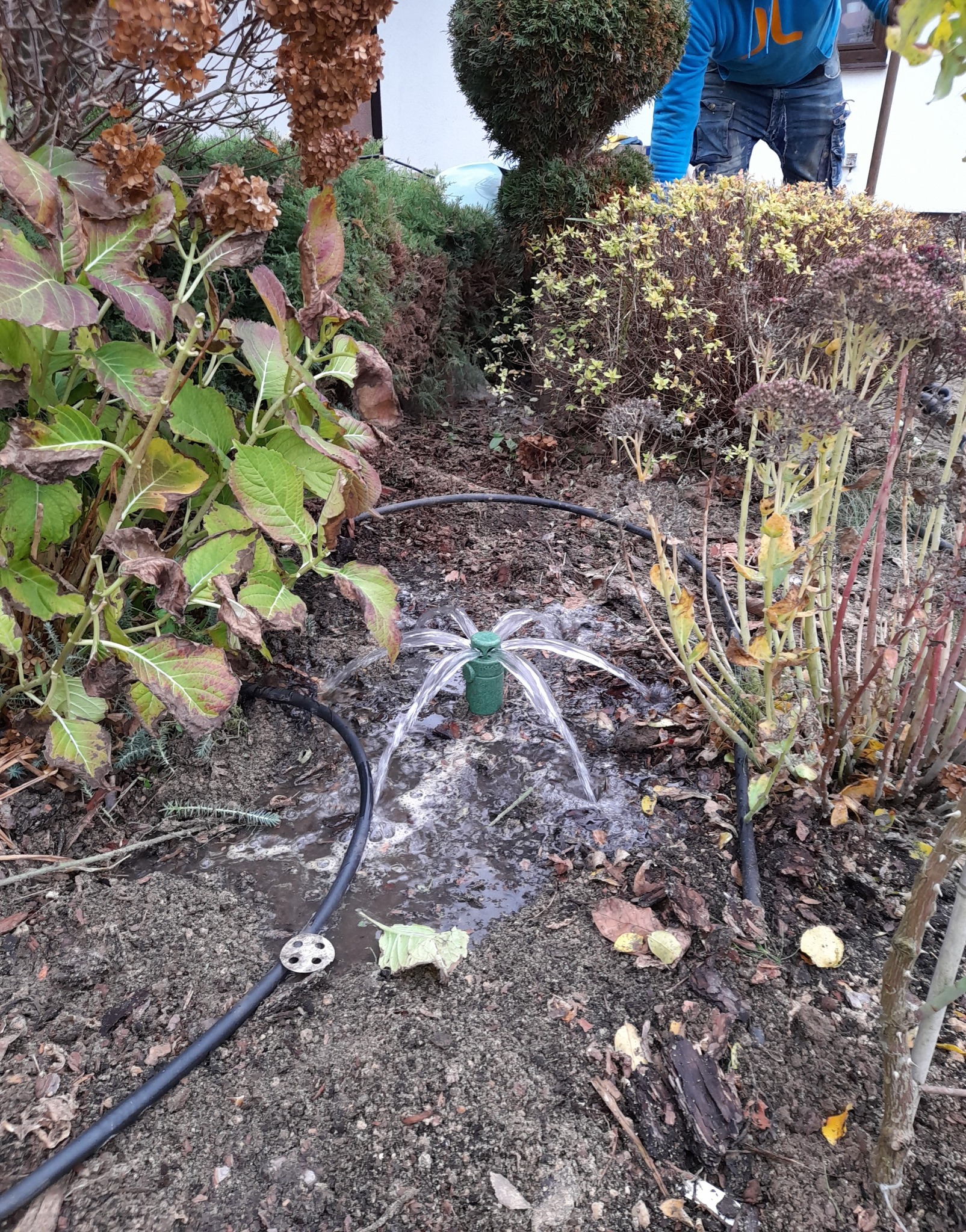 Rozsączanie ścieku oczyszczonego i BEZWONNEGO na tzw. poletku roślinnym
