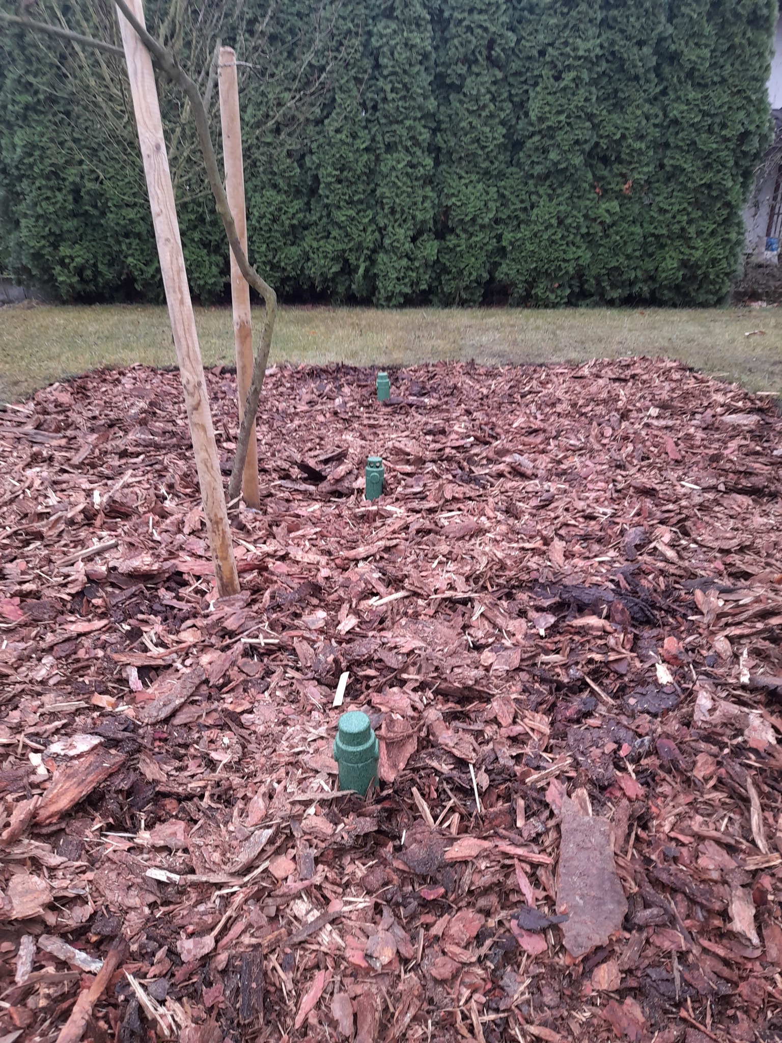 Świeżo założony ogród z młodym drzewkiem podpartym drewnianymi stemplami, ziemia wysypana korą, widoczne zielone elementy systemu nawadniania.