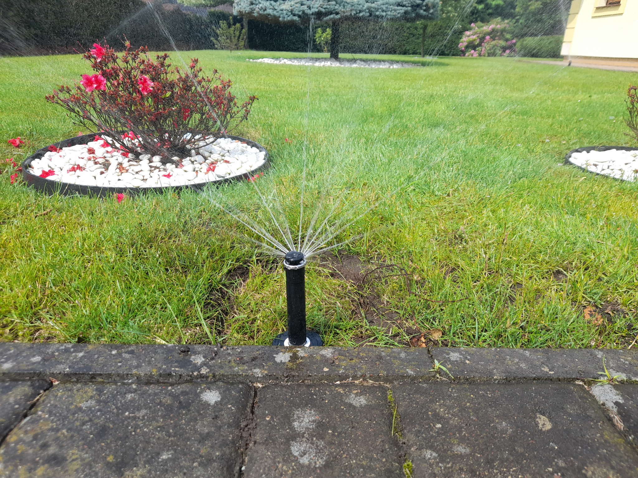 Działający zraszacz wynurzalny nawadnia trawnik z rabatami kwiatowymi. System automatycznego nawadniania ogrodu w akcji. Zbliżenie na zraszacz.