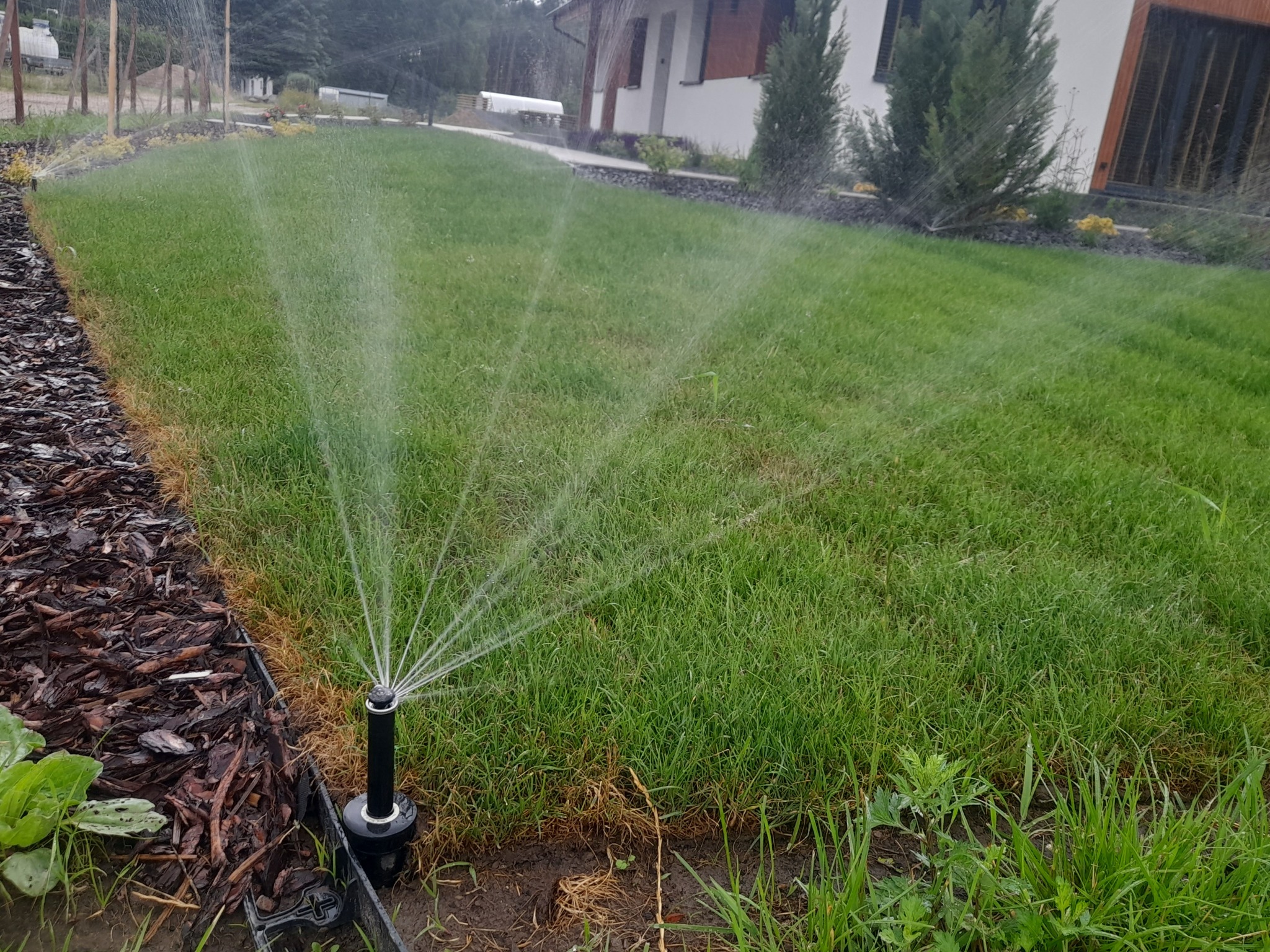 Automatyczny system nawadniania trawnika w akcji. Zraszacze nawadniają zieloną trawę obok domu. Widoczne obrzeża z kory.