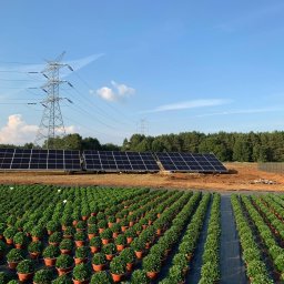 Techion Sp. z o.o. - Panele słoneczne zamontowane obok szkółki roślin w doniczkach, widoczna linia wysokiego napięcia i las w tle.