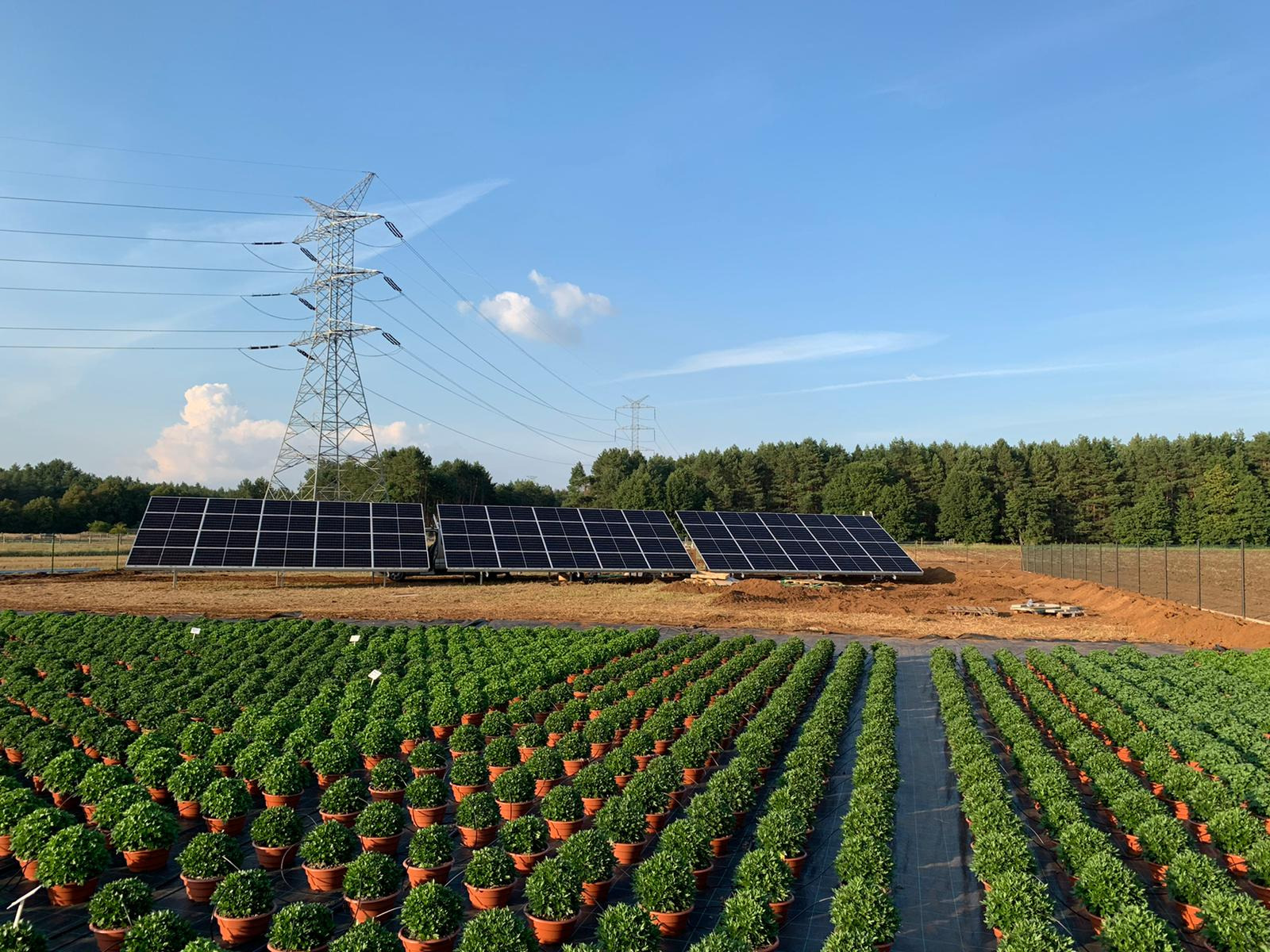 Panele słoneczne zamontowane obok szkółki roślin w doniczkach, widoczna linia wysokiego napięcia i las w tle.