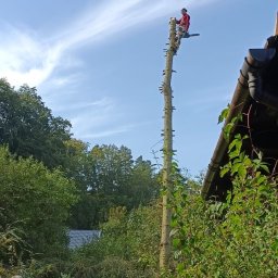 Kacper Czaja - Mężczyzna w czerwonej koszuli przycina wysokie drzewo piłą łańcuchową, drugi mężczyzna na dole zabezpiecza linę, w tle zieleń i błękitne niebo.