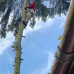 Kacper Czaja - Mężczyzna w czerwonej koszuli wspinający się na wysokie drzewo z zamontowanymi stopniami, z piłą łańcuchową zawieszoną obok, na tle błękitnego nieba i fragmentu rynny.