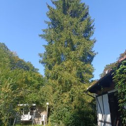 Kacper Czaja - Wysoka, zielona choinka rosnąca obok domu z elementami muru pruskiego i porośniętego bluszczem dachu, na tle błękitnego nieba. W tle widoczna huśtawka ogrodowa.