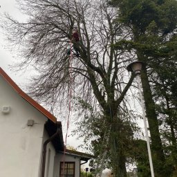 Kacper Czaja - Pracownik na wysokości, zabezpieczony liną, wykonuje prace na drzewie bez liści w pobliżu domu z numerem 117, drabina oparta o pień drzewa.