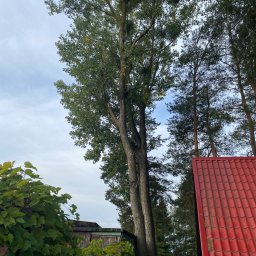 Wycinka drzew Somonino 4