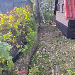 Kacper Czaja - Ścięte drzewo leżące na ziemi, zabezpieczone czerwonym pasem, obok drewnianego domku i zarośniętego budynku gospodarczego, widoczna drabina oparta o drzewo.