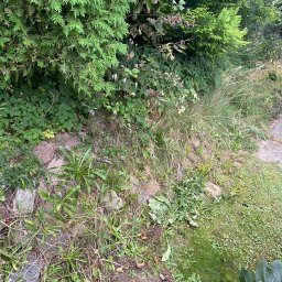 Kacper Czaja - Zarośnięty skalniak z iglakami, chwastami i trawą, widoczne kamienie i fragment betonowego chodnika, teren przed uporządkowaniem.