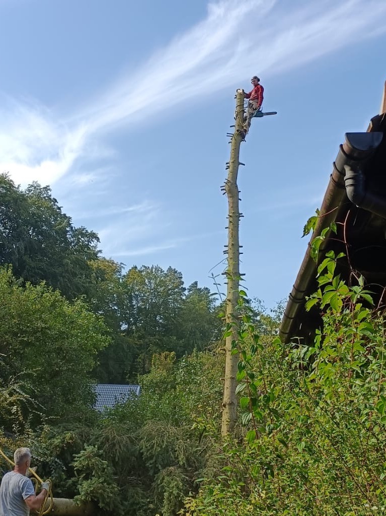 Mężczyzna w czerwonej koszuli przycina wysokie drzewo piłą łańcuchową, drugi mężczyzna na dole zabezpiecza linę, w tle zieleń i błękitne niebo.