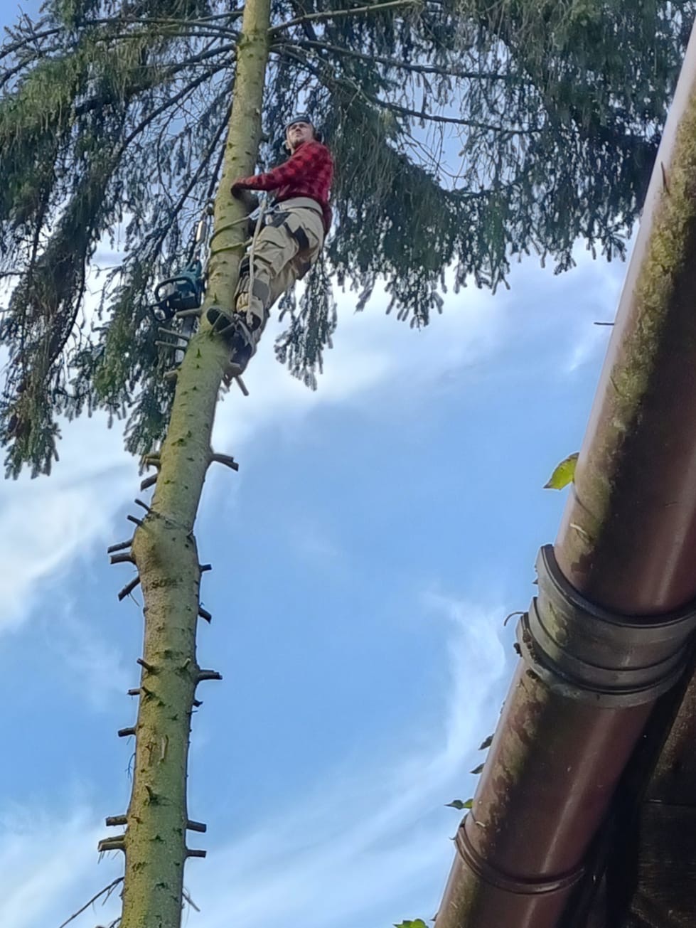 Mężczyzna w czerwonej koszuli wspinający się na wysokie drzewo z zamontowanymi stopniami, z piłą łańcuchową zawieszoną obok, na tle błękitnego nieba i fragmentu rynny.