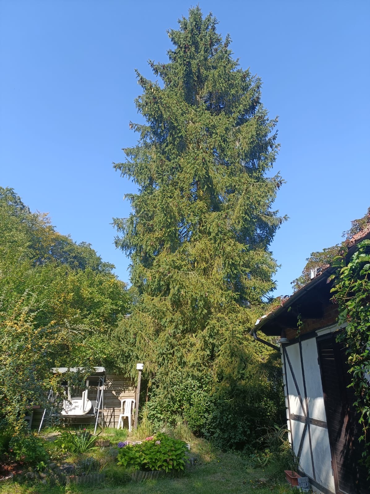 Wysoka, zielona choinka rosnąca obok domu z elementami muru pruskiego i porośniętego bluszczem dachu, na tle błękitnego nieba. W tle widoczna huśtawka ogrodowa.