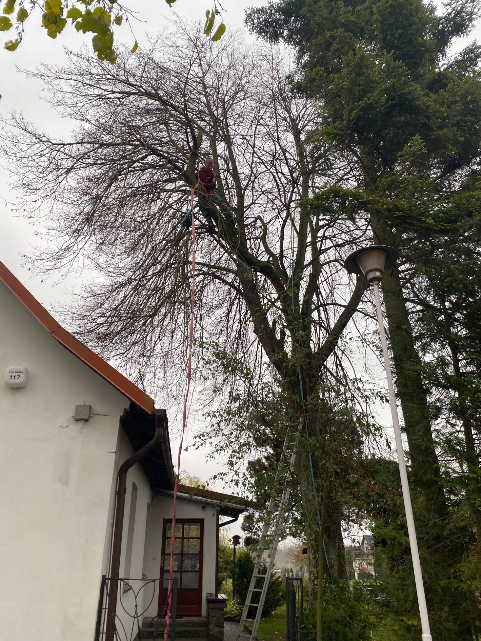 Pracownik na wysokości, zabezpieczony liną, wykonuje prace na drzewie bez liści w pobliżu domu z numerem 117, drabina oparta o pień drzewa.