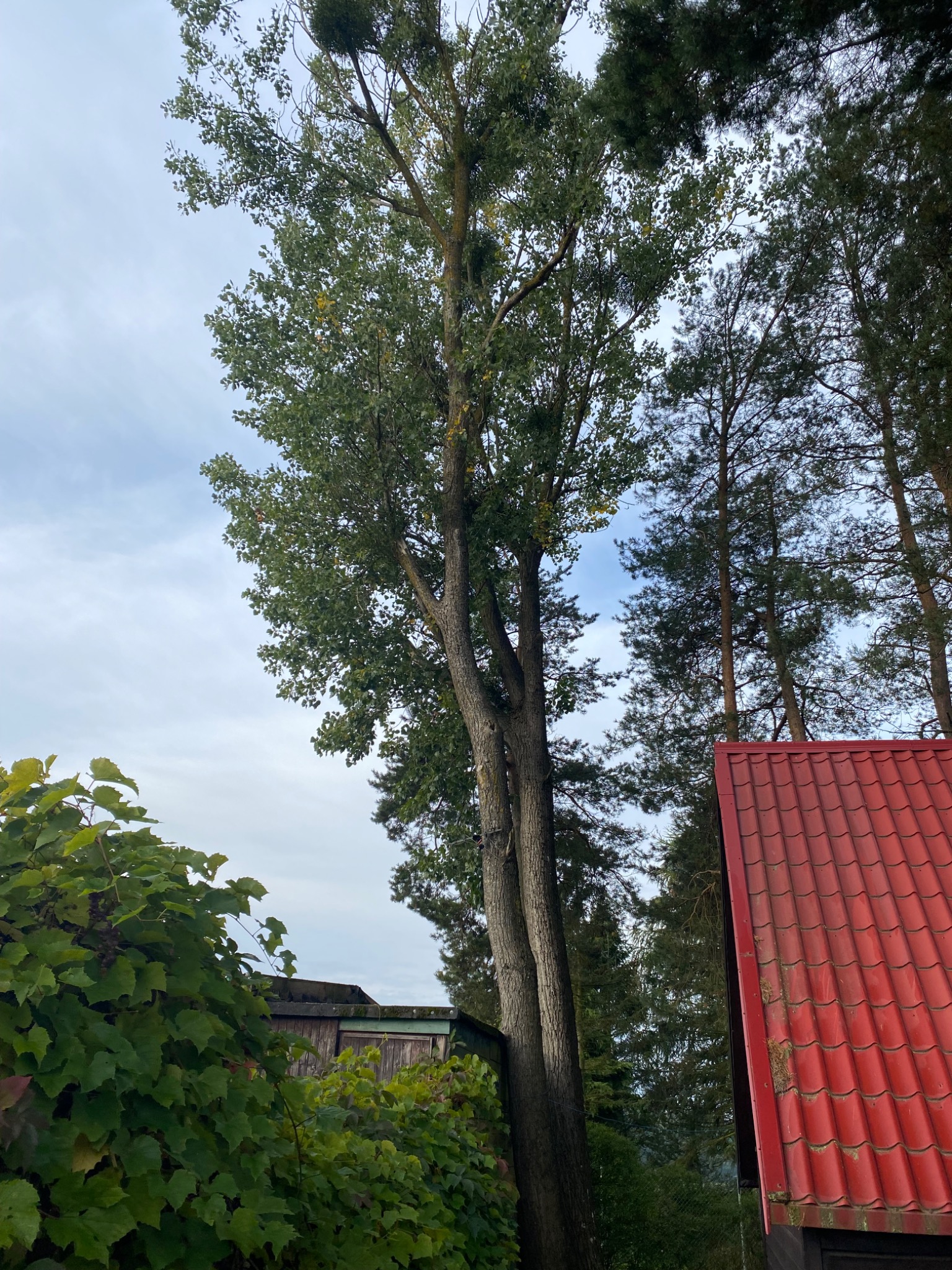 Wysokie drzewo liściaste z naroślami jemioły, widoczne z dołu, obok czerwonego dachu i zieleni winorośli.