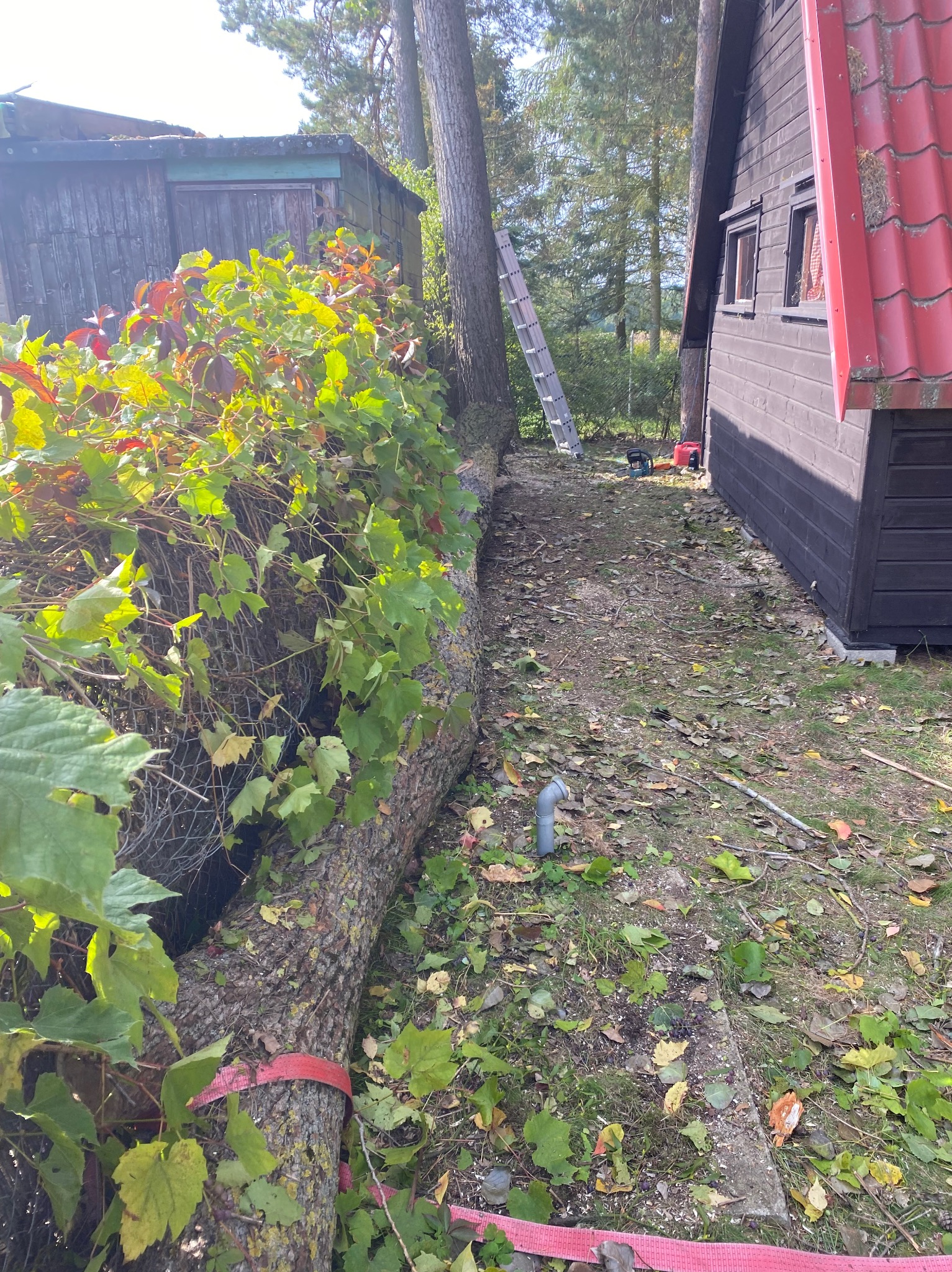 Ścięte drzewo leżące na ziemi, zabezpieczone czerwonym pasem, obok drewnianego domku i zarośniętego budynku gospodarczego, widoczna drabina oparta o drzewo.