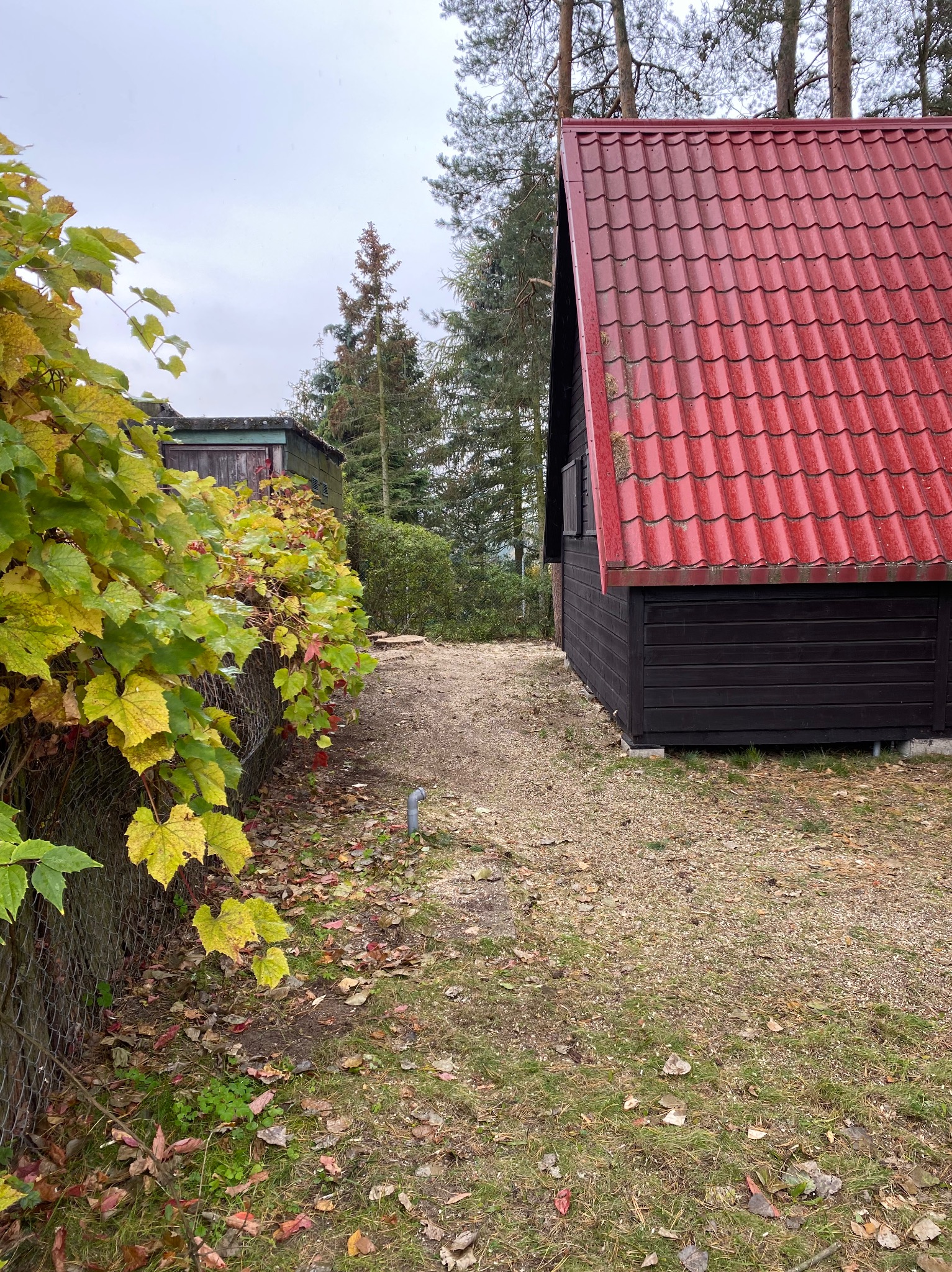 Ciemny, drewniany domek z czerwoną dachówką, widoczny z boku, z porastającym płot bluszczem, na tle leśnej działki.