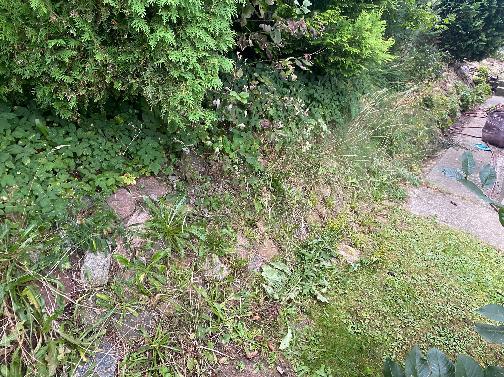 Zarośnięty skalniak z iglakami, chwastami i trawą, widoczne kamienie i fragment betonowego chodnika, teren przed uporządkowaniem.