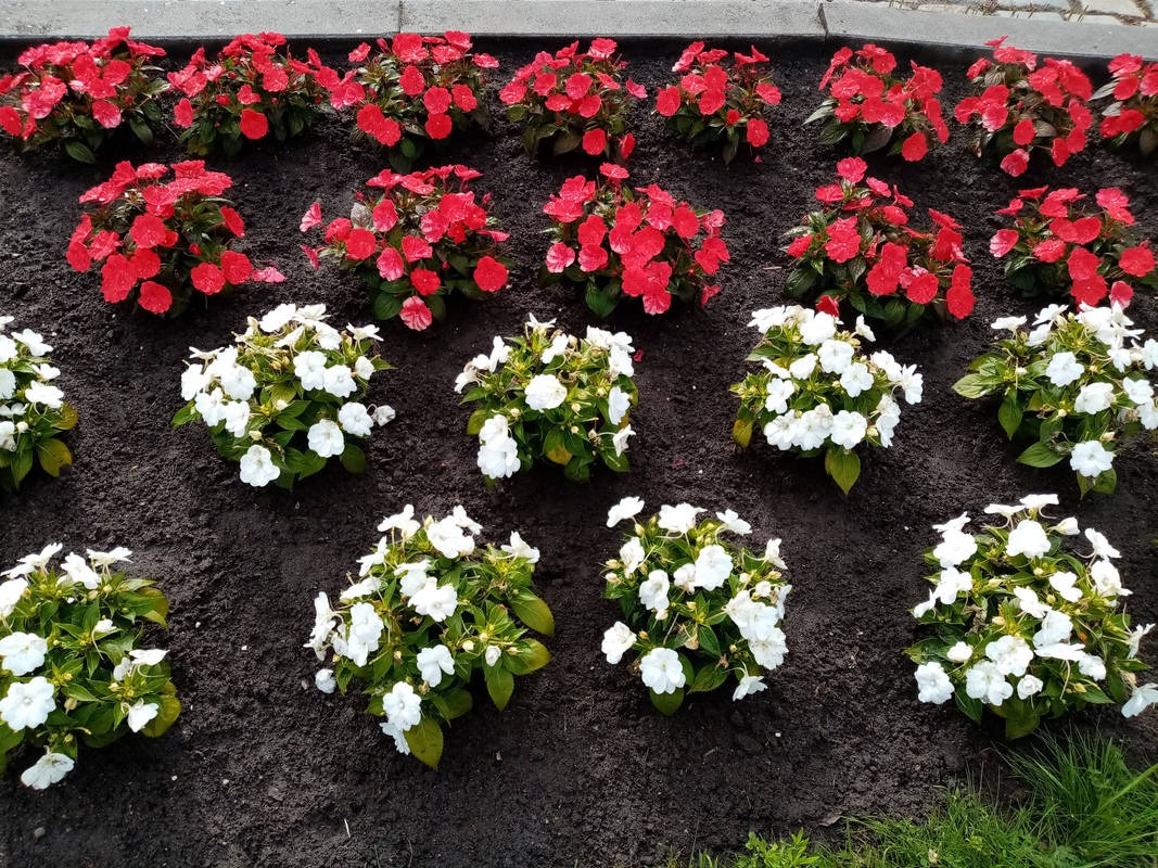 Równy rząd czerwonych i białych kwitnących roślin posadzonych w świeżej, ciemnej ziemi.