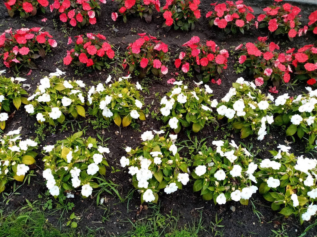 Pielenie Rondo w Żaganiu.