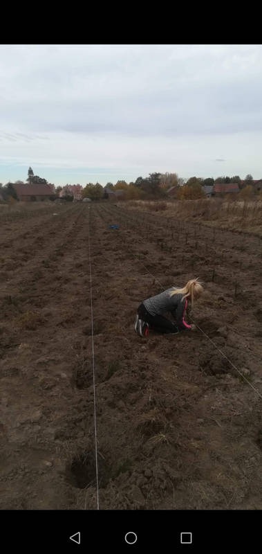 Sadzenie 3000szt Świerków Pospolitych.