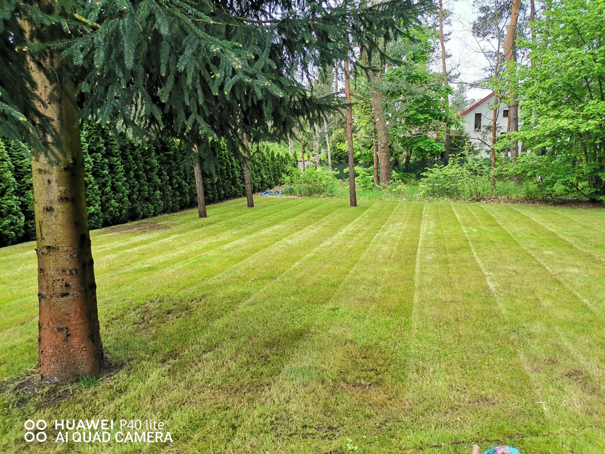 Świeżo skoszony trawnik z wyraźnymi pasami, drzewa iglaste w tle i widoczny fragment domu w oddali.