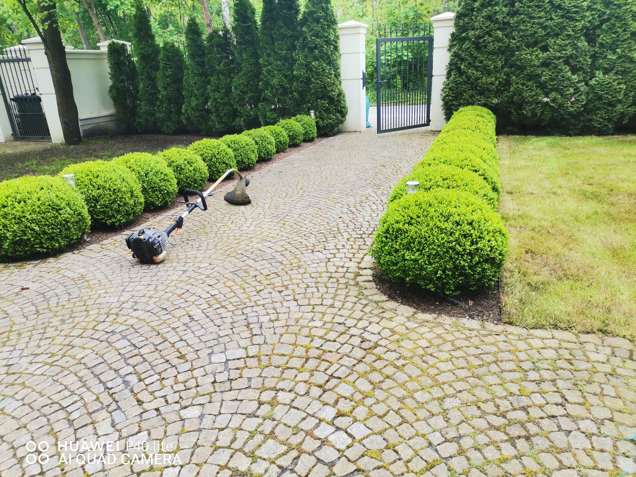 Dwa przycięte żywopłoty z kulistych krzewów wzdłuż ścieżki z kostki brukowej, częściowo skoszone trawniki i dwie kosiarki spalinowe na posesji z metalową bramą w tle.