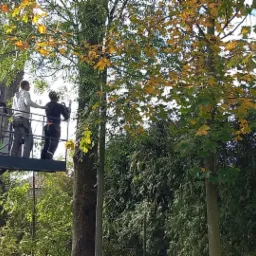 Dwóch pracowników na podnośniku koszowym, przycinających drzewo z żółknącymi liśćmi, widoczne gałęzie i zielona roślinność w tle.