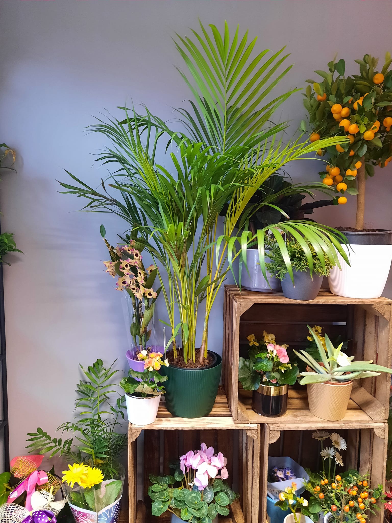 Ekspozycja różnorodnych roślin doniczkowych, w tym palma areka w zielonej doniczce, drzewko mandarynkowe i kwitnące begonie, ustawionych na drewnianych skrzynkach na tle szarej ściany.